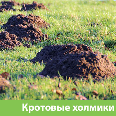 Кроты на участке в Грозном