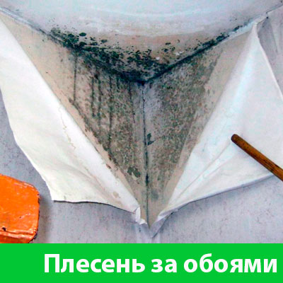Удаление плесени в Грозном