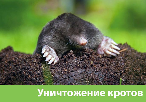Уничтожение кротов в городе Грозный